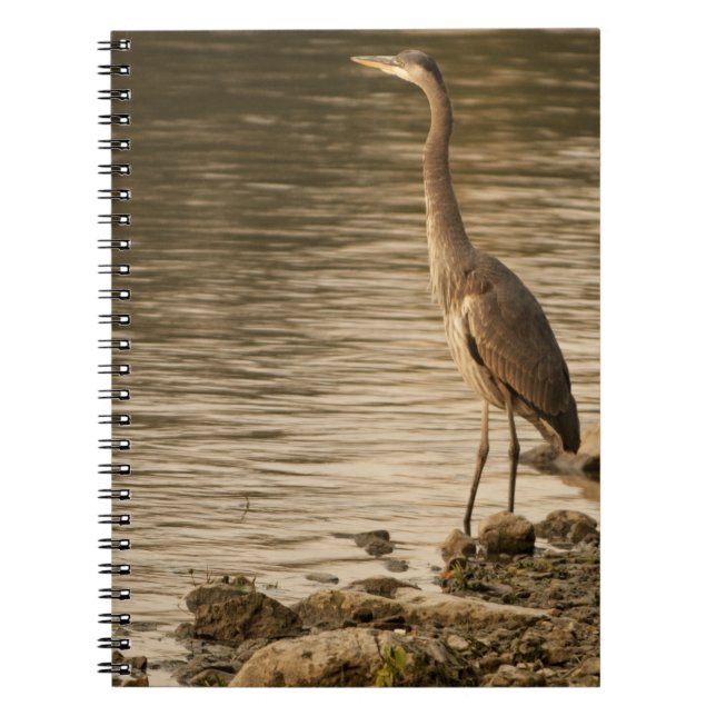 Carnet Grand héron bleu (Devant)
