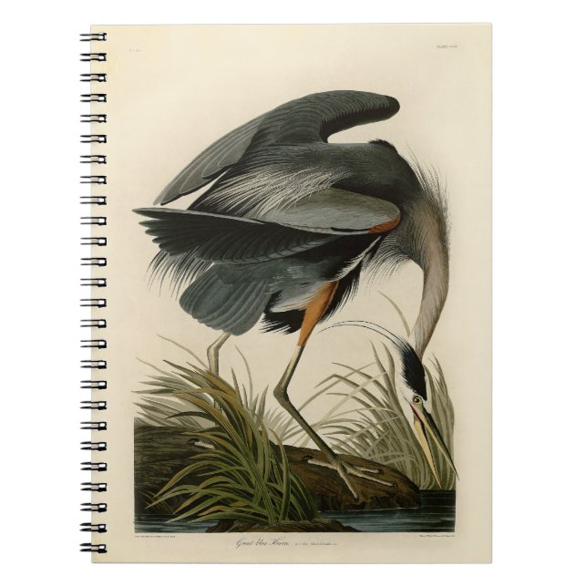 Carnet Grand Héron bleu d'Audubon Marais Oiseau (Devant)