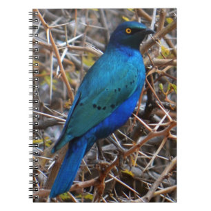 Carnet Grand oiseau de Starling de race bleue