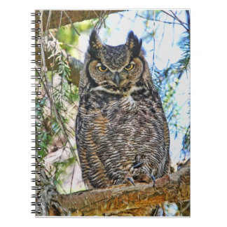 Carnet Grand regarder de hibou à cornes