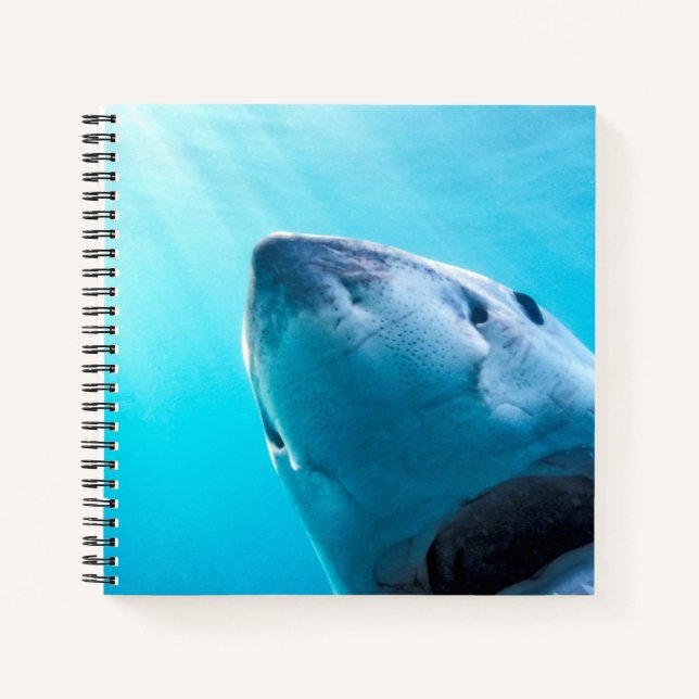Carnet Grand requin blanc | Afrique du Sud (Devant)