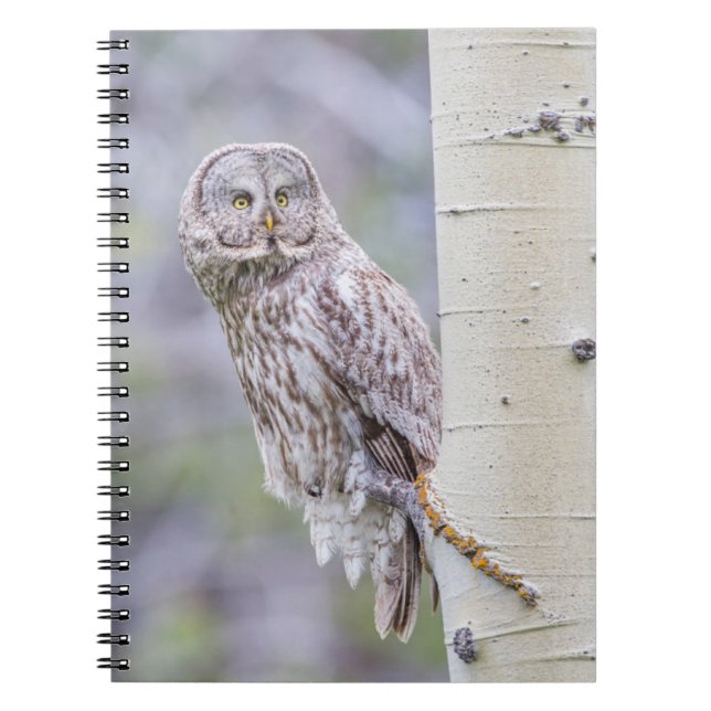 Carnet Grande branche de tremble gris (Devant)