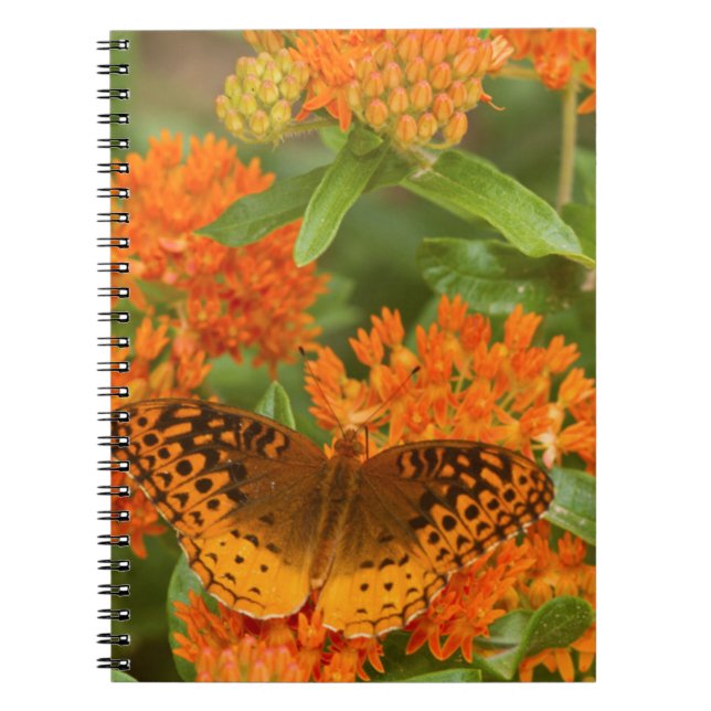 Carnet Grands fritillaires à bordure noire sur Asclépiade (Devant)