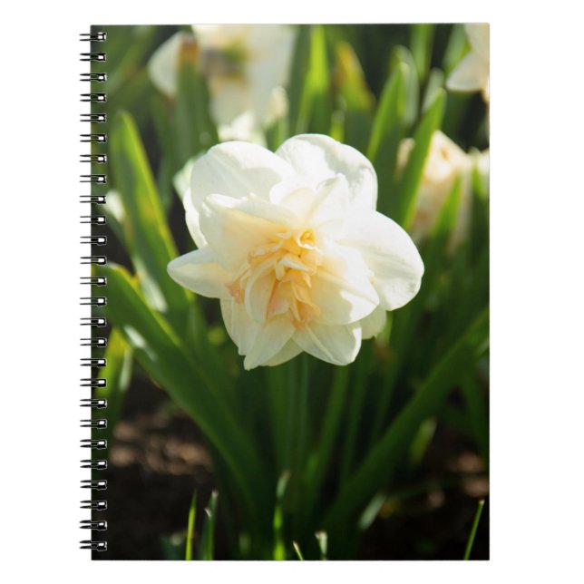 Carnet Grands narcisses blancs par un jour de printemps   (Devant)