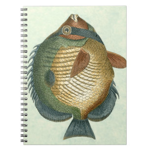 Carnet Grands poissons colorés
