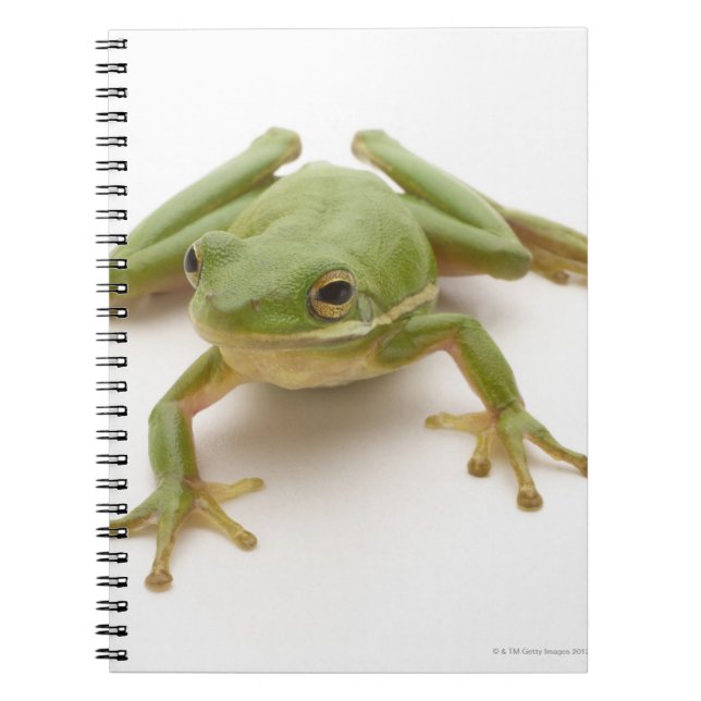 Carnet Grenouille à arbre vert (Devant)