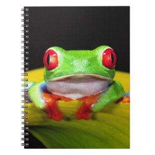 Carnet Grenouille aux yeux rouges, Agalychinis callidryas