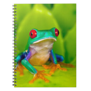 Carnet Grenouille aux yeux rouges, Costa Rica