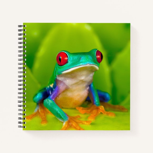Carnet Grenouille aux yeux rouges, Costa Rica (Devant)