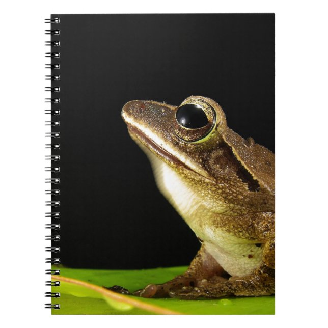 Carnet Grenouille commune sur une feuille (Devant)