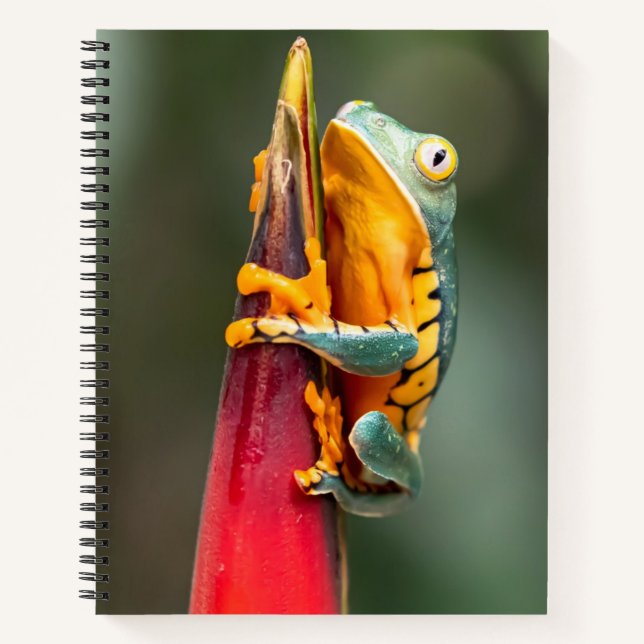 Carnet Grenouille de singe à pattes de tigre Vert Orange (Devant)