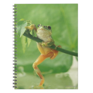 Carnet Grenouille des arbres