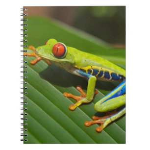 Carnet Grenouille des arbres