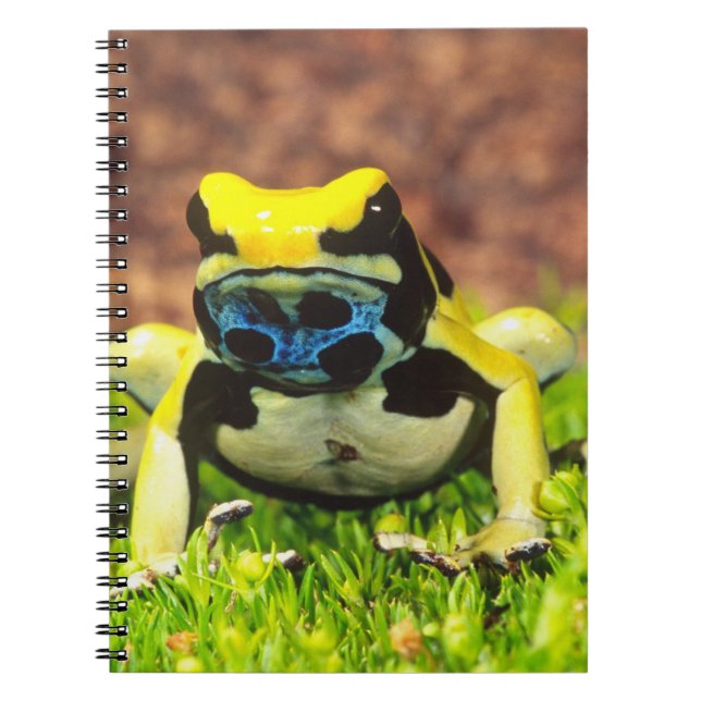 Carnet Grenouille empoisonnée teinturière, Dendrobates ti (Devant)
