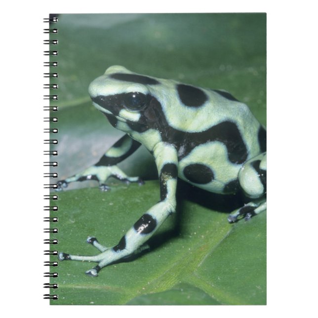 Carnet Grenouille flèche empoisonnée, (Dendrobates auratu (Devant)