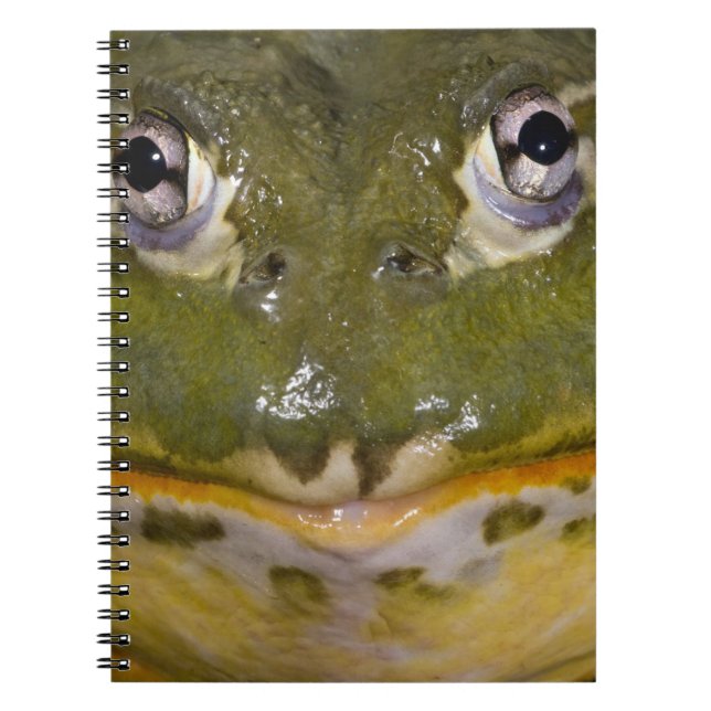 Carnet Grenouille taureau fouisseuse africaine, Pyxicepha (Devant)