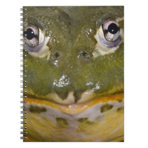 Carnet Grenouille-taureau, Pyxicephalus