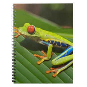 Carnet Grenouille verte de la jungle