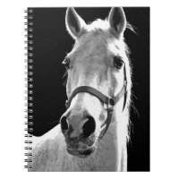 Gros plan Cheval noir et blanc la nuit