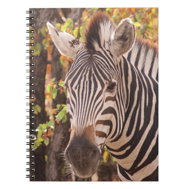 Carnet Gros plan de zèbre dans une forêt de mopani (Devant)