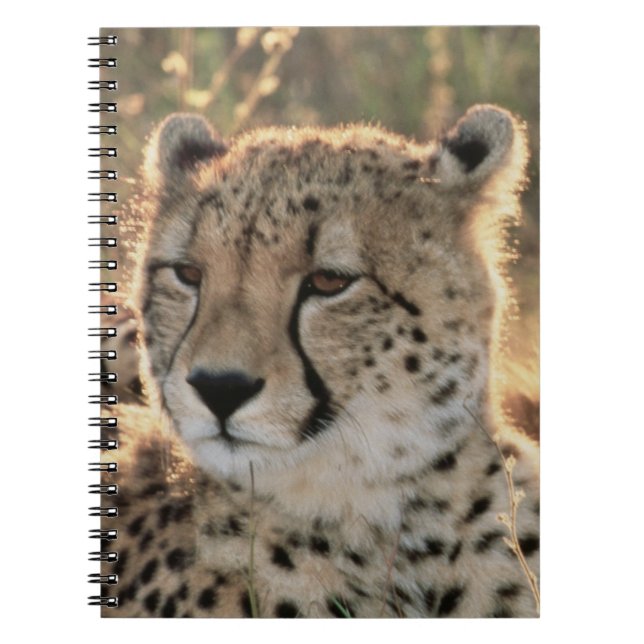 Carnet Gros plan des Cheetahs (Devant)