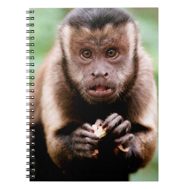 Carnet Gros plan d'un singe capucin à tête noire (Devant)