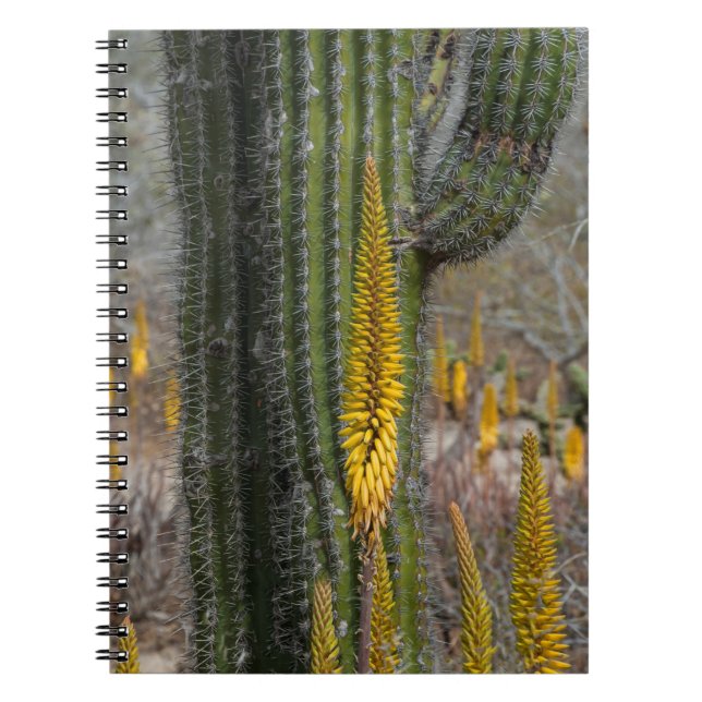Carnet Gros plan sur cactus et agave (Devant)