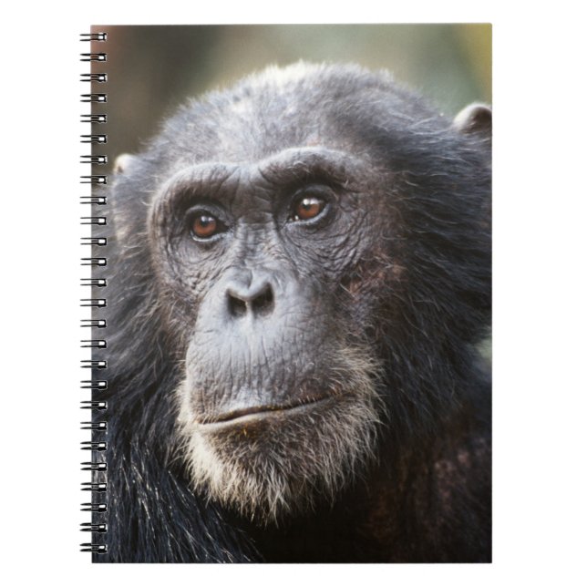 Carnet Gros plan sur un chimpanzé mâle (Devant)