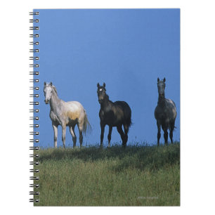 Carnet Groupe d'Arabes