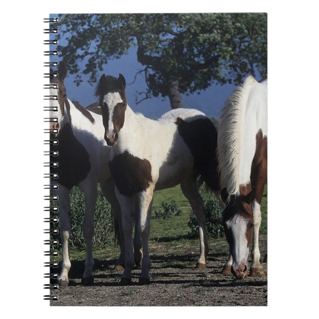 Carnet Groupe de chevaux de peinture (Devant)