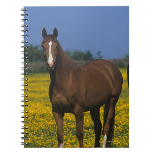 Carnet Groupe de chevaux de pur sang