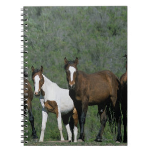 Carnet Groupe de chevaux sauvages de mustang