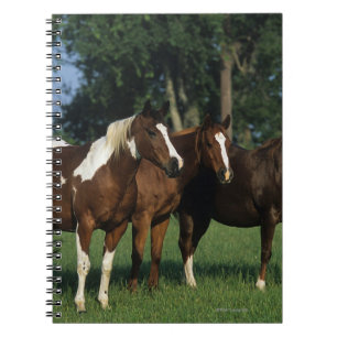 Carnet Groupe de position de chevaux de peinture