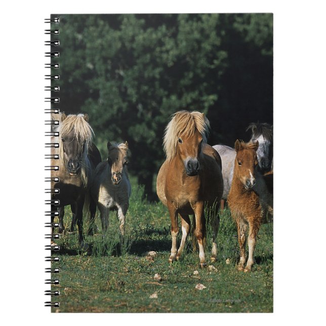 Carnet Groupe de poulains miniatures (Devant)
