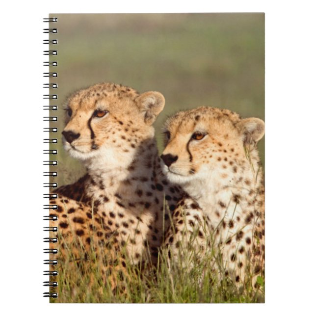 Carnet Guépard couché dans l'herbe, Ngorongoro Conservati (Devant)