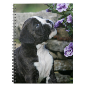 Carnet Halètement de chien de boxeur