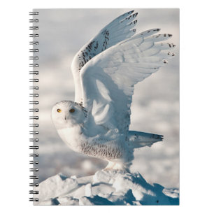 Carnet Harfang des neiges décollant de la neige