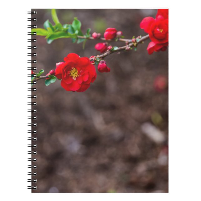 Carnet Haut (Devant)