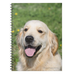 Carnet Headshot 1 de golden retriever
