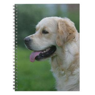 Carnet Headshot 2 2 de golden retriever