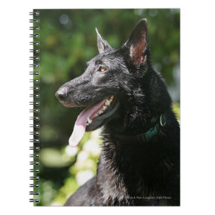 Carnet Headshot 2 de berger allemand