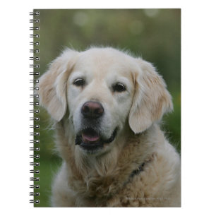 Carnet Headshot 2 de golden retriever