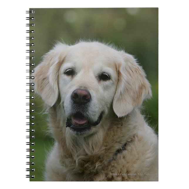 Carnet Headshot 2 de golden retriever (Devant)