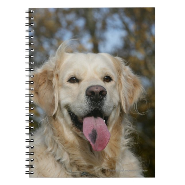 Carnet Headshot 3 de golden retriever (Devant)