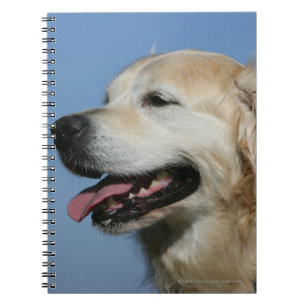 Carnet Headshot 4 de golden retriever