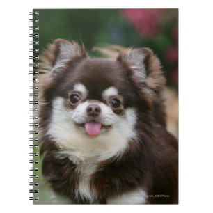 Carnet Headshot aux cheveux longs 1 de chiwawa