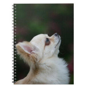 Carnet Headshot aux cheveux longs 2 de chiwawa