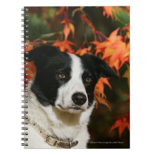 Carnet Headshot d'automne de border collie