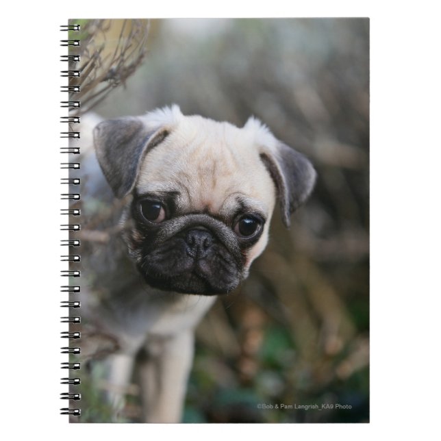 Carnet Headshot de chiot de carlin de faon (Devant)