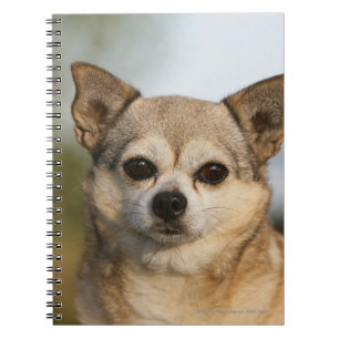 Carnet Headshot de chiwawa